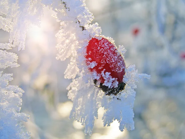 Hoarfrost ile kaplı kuşburnu şubeleri — Stok fotoğraf