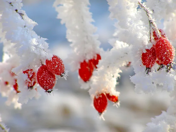 Nypon grenar täckta med rimfrost — Stockfoto