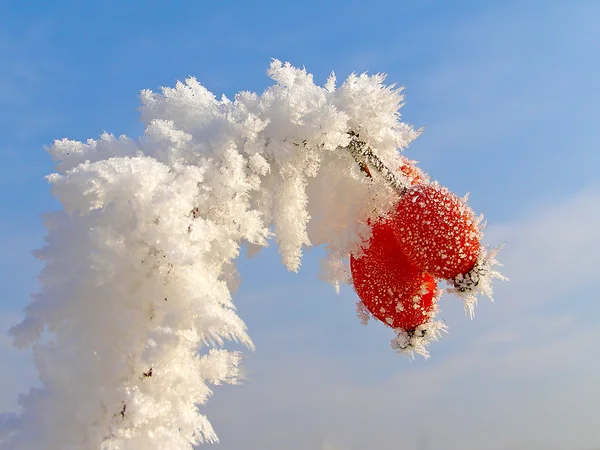 Nypon grenar täckta med rimfrost — Stockfoto