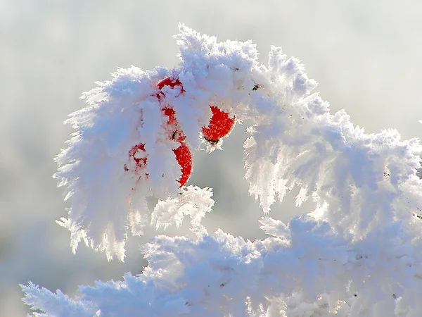 霜で覆われたローズヒップ枝 — ストック写真
