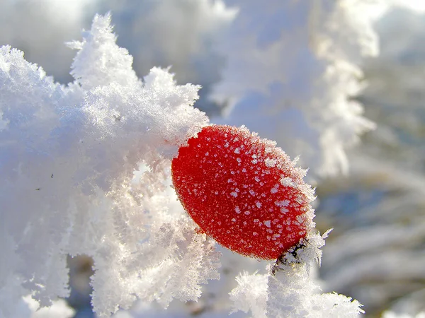 Hoarfrost ile kaplı kuşburnu şubeleri — Stok fotoğraf