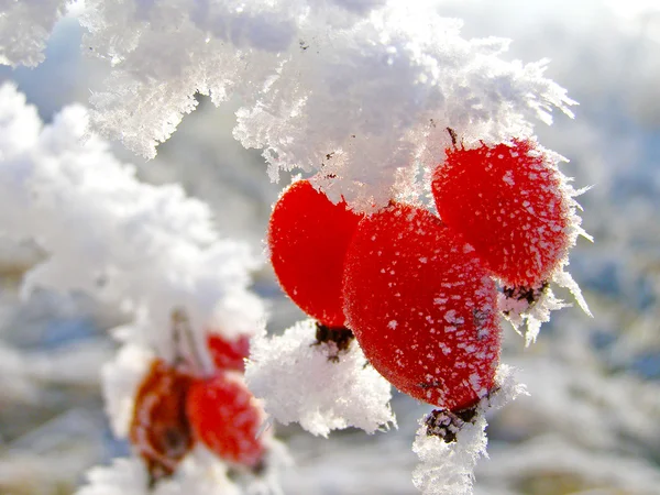 Rosehip branches covered with hoarfrost — Stock Photo, Image