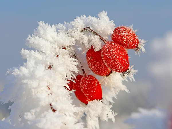 Branches de cynorrhodon couvertes de givre — Photo