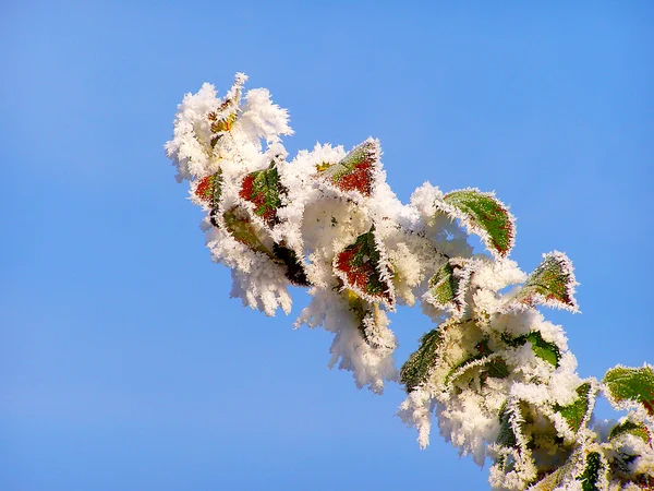 Donmuş ağaç dalı hoarfrost ile kaplı — Stok fotoğraf