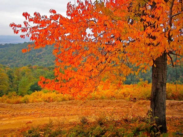 Herfst kleurrijke gebladerte — Stockfoto