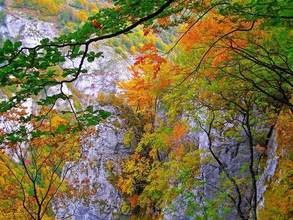 Imagen de otoño en la montaña — Foto de Stock