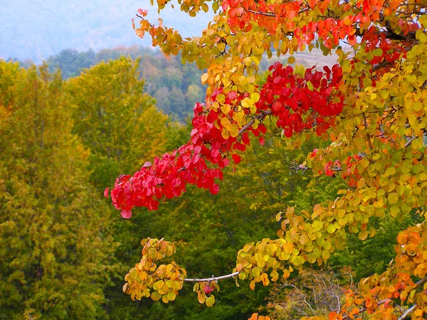 カラフルな紅葉 — ストック写真