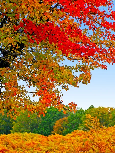 Outono folhagem colorida — Fotografia de Stock