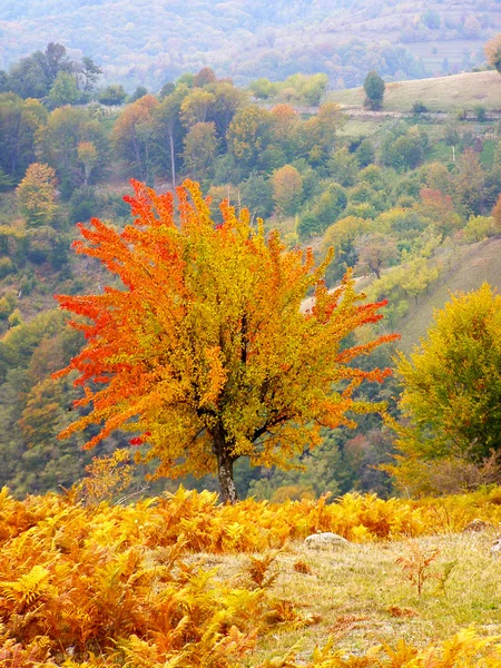 Bunte Herbstblätter — Stockfoto