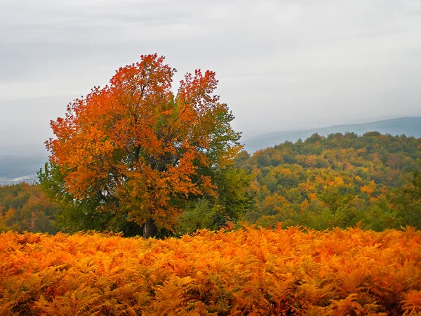 Feuilles d'automne colorées — Photo