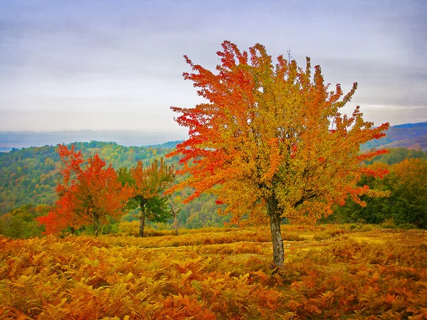 Kleurrijke herfstbladeren — Stockfoto