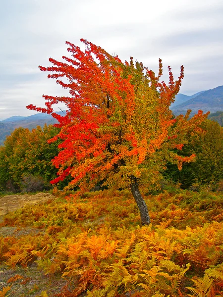 カラフルな紅葉 — ストック写真