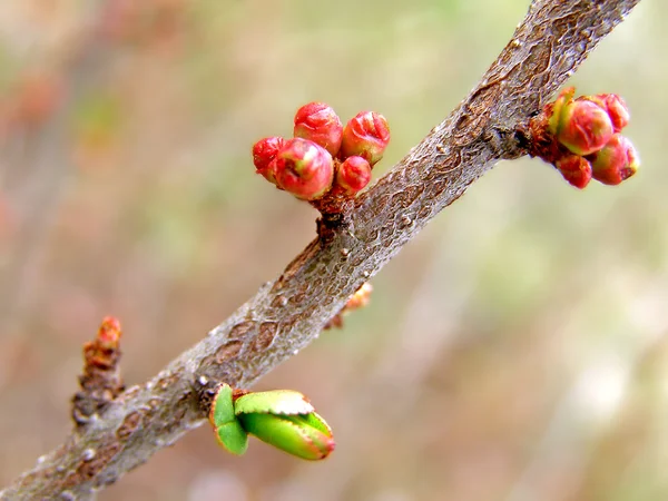 Botões de primavera no ramo de uma árvore de cereja-ameixa — Fotografia de Stock
