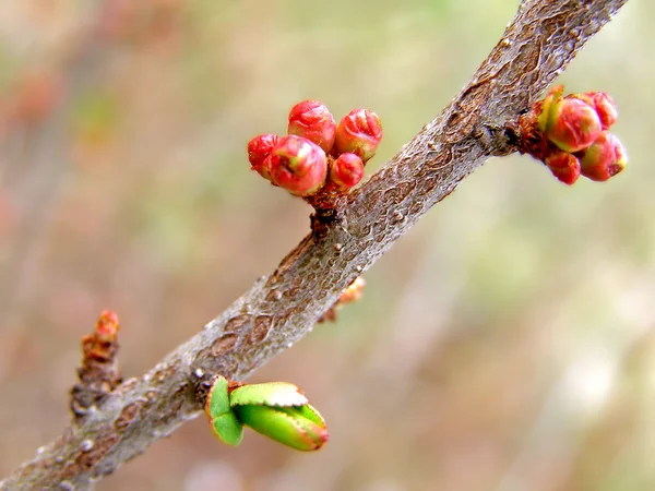 Spring buds on the branch of a cherry-plum tree — Stock Photo, Image