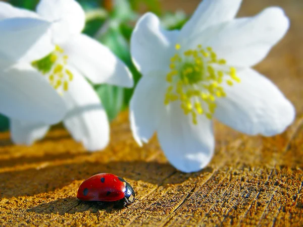 Anemoni bianchi selvatici e una coccinella — Foto Stock