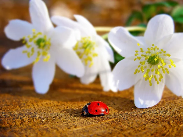 Wilde weiße Anemonen und ein Marienkäfer — Stockfoto