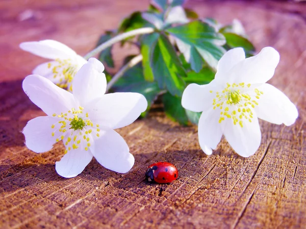 Wilde weiße Anemonen und ein Marienkäfer — Stockfoto