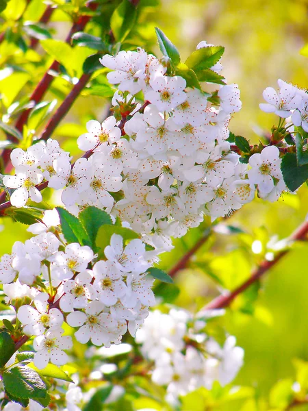 Ramo florescente com com flores de ameixa de cereja — Fotografia de Stock