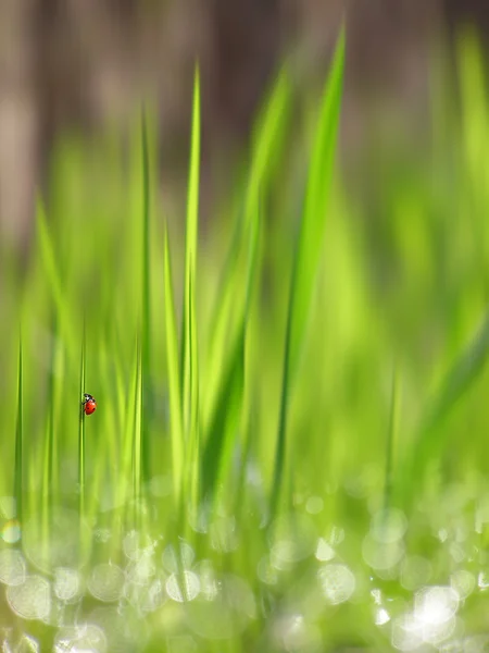 Grünes Gras unter der Morgensonne — Stockfoto