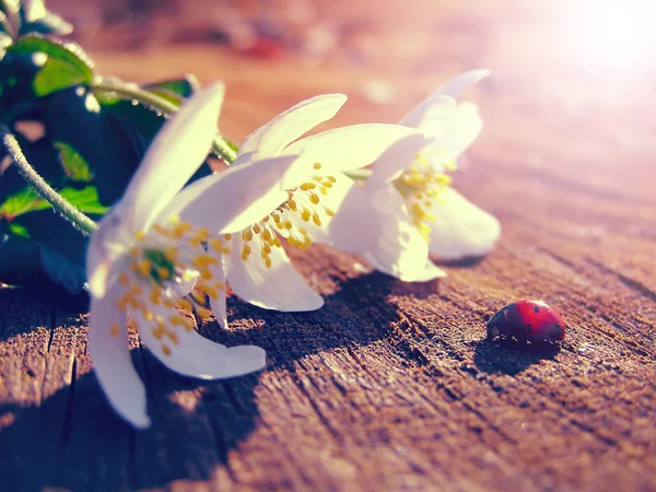 Wild witte anemonen en een lieveheersbeestje — Stockfoto