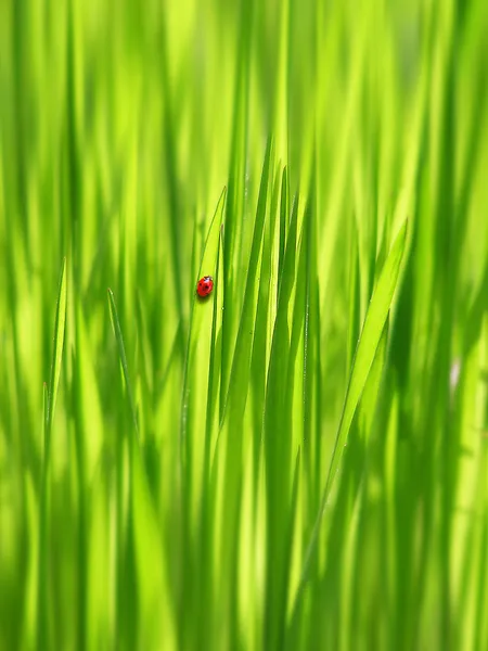 Grünes Gras unter der Morgensonne — Stockfoto