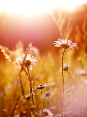 güneşli şafak peyzaj