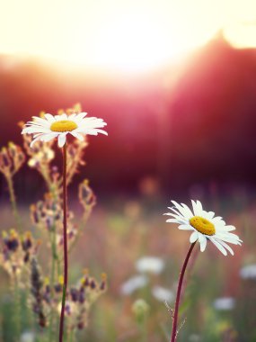 güneşli şafak peyzaj