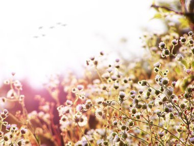 güneşli şafak peyzaj