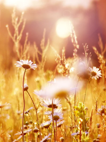 Sonnige Dämmerungslandschaft — Stockfoto