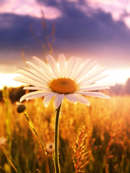 Sonnige Dämmerungslandschaft — Stockfoto