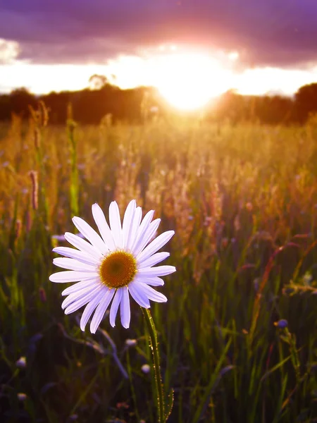 Soliga dawn landskap — Stockfoto