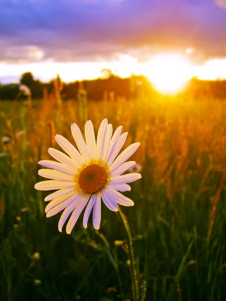 Sonnige Dämmerungslandschaft — Stockfoto