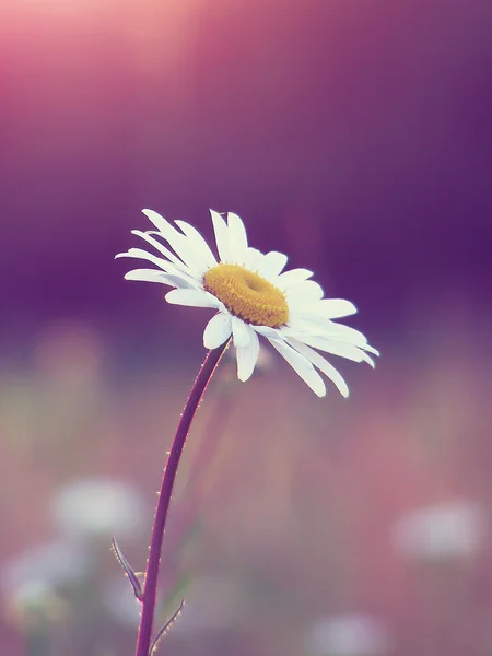 Sunny dawn landscape — Stock Photo, Image