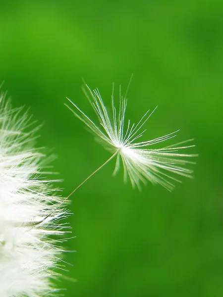 Семя одуванчика на ветру — стоковое фото