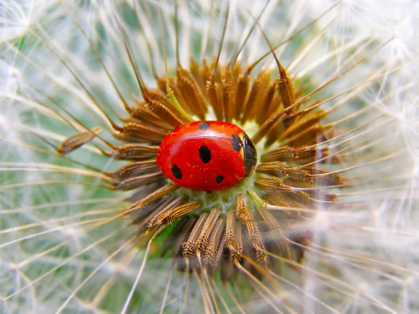 Una coccinella su un dente di leone — Foto Stock