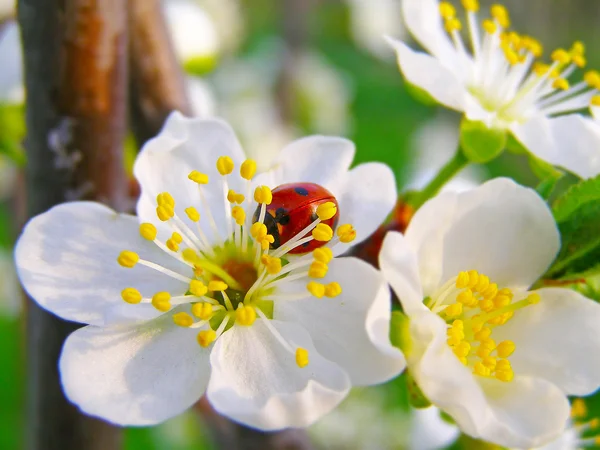 Ein Marienkäfer auf einer Apfelbaumblüte — Stockfoto