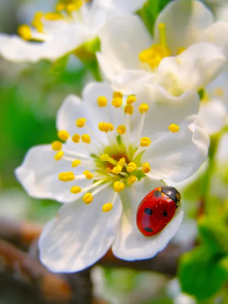 Uma joaninha em uma flor de macieira — Fotografia de Stock