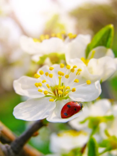 Uma joaninha em uma flor de macieira — Fotografia de Stock