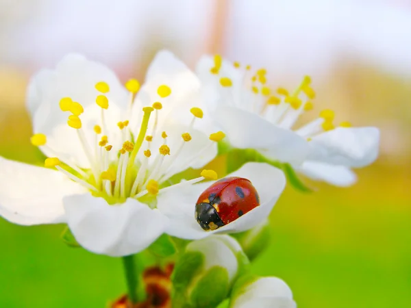 Une coccinelle sur une fleur de pommier — Photo