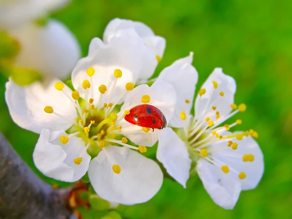 Bir elma ağacı çiçek üzerinde bir uğur böceği — Stok fotoğraf