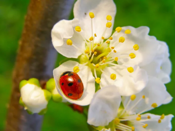 Uma joaninha em uma flor de macieira — Fotografia de Stock