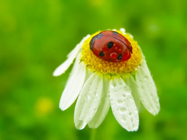 Bir uğur böceği üzerinde papatya — Stok fotoğraf