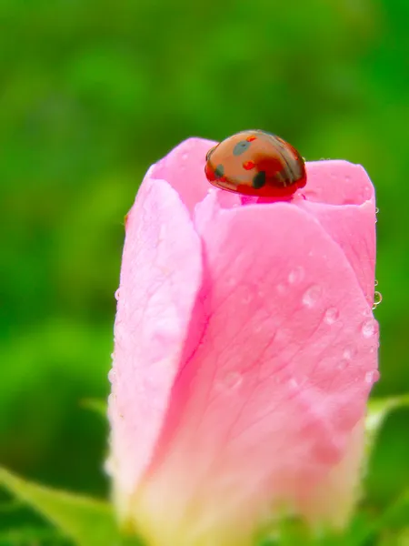 Een lieveheersbeestje op een roze roos bud — Stockfoto