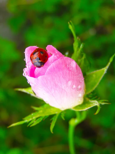 Biedronka na różowy pąk róży — Zdjęcie stockowe