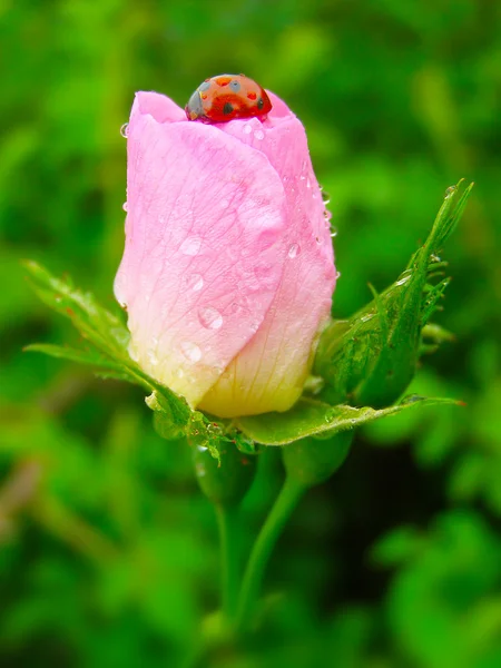 Ein Marienkäfer auf einer rosa Rosenknospe — Stockfoto