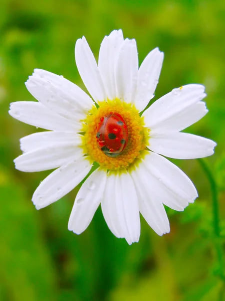En nyckelpiga på en daisy — Stockfoto