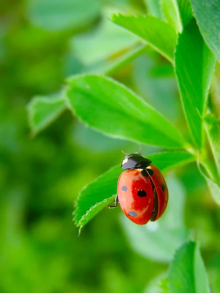 Uma joaninha em uma folha verde — Fotografia de Stock