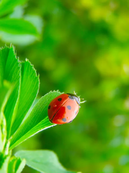 Yeşil yapraklı bir uğur böceği — Stok fotoğraf