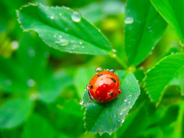 Uma joaninha em uma folha de trevo verde — Fotografia de Stock