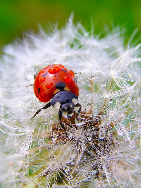 A ladybug on a fluffy dandelion seeds — Stock Photo, Image
